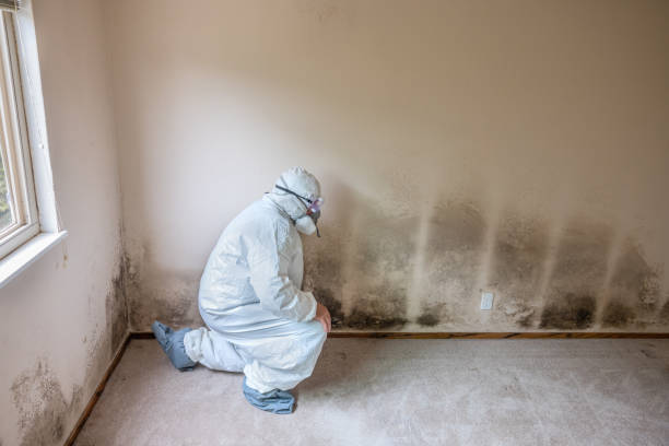 Gun Barrel City, TX Mold Removal Company